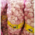 China fresh garlic supply 5.0-6.0, new season normal white garlic export